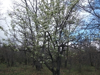 Serra_Buffa - 20110417 092.jpg